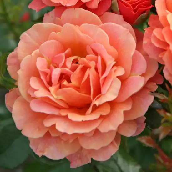 120-150 cm - Trandafiri - Lambada ® - 